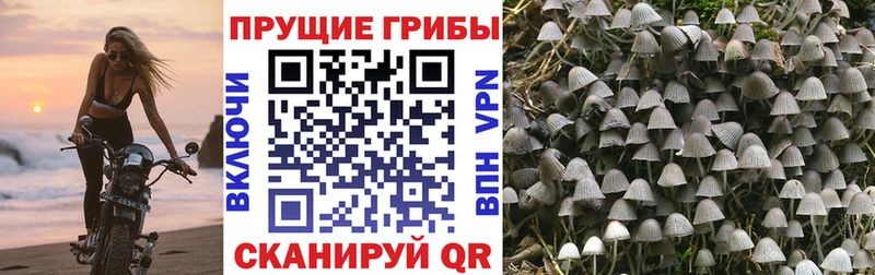 Псилоцибиновые грибы Magic Shrooms  продажа наркотиков  Киржач 